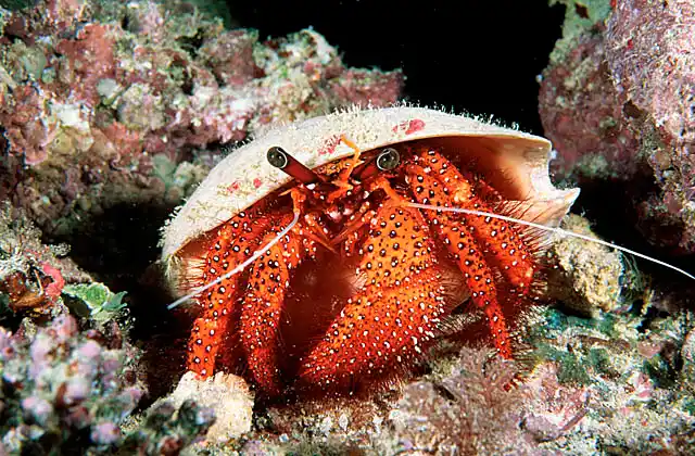 Speckled Hermit Crab (Dardanus megistos)