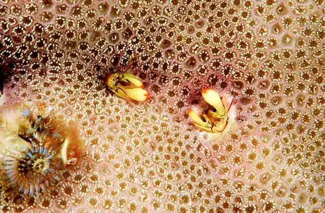 Burrowing Coral Hermit Crab (Paguritta harmsi) in Porites Coral. 