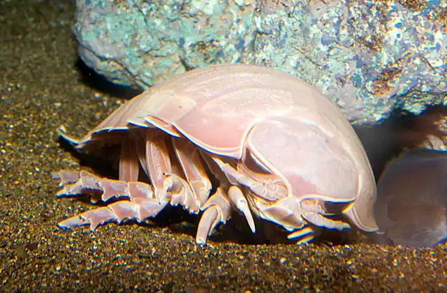 Giant Isopod (Bathynomus giganteus) Deep sea species living in 170 to 2200 meters and growing to 23cm.