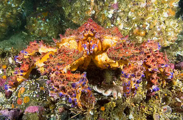 Puget Sound King Crab (Lopholithodes mandtii)