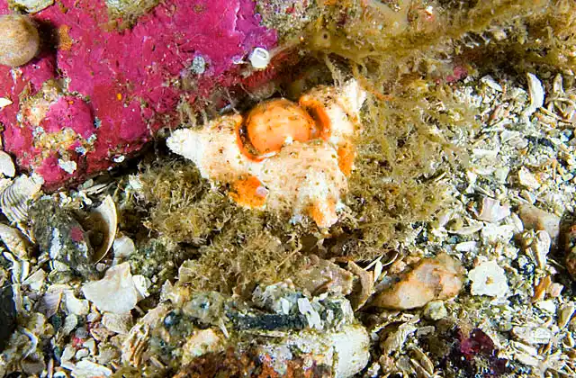 Rhinoceros Crab (Rhinolithodes wosnessenskii)