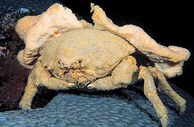 Edward's Sponge Crab (Dromidiopsis edwardsi) holding onto sponge fragment for camauflage.