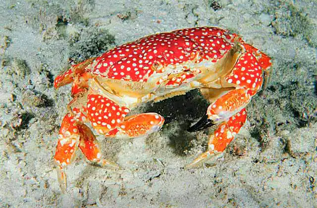 White Spotted Reef Crab (Lophozozymus pictor) Foraging over sandy slope at night.