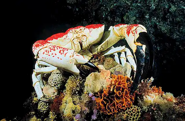 Giant King Crab (Pseudocarcinus gigas). Worlds heaviest crab growing to 15kg. 450 mm wide shell. Commercial species.