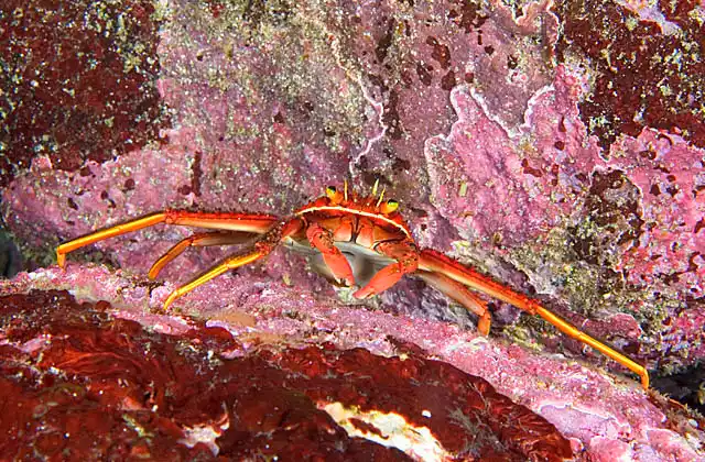 Sally Lightfoot Crab (Percnon planissimum) feeding on algae on rocky reef.