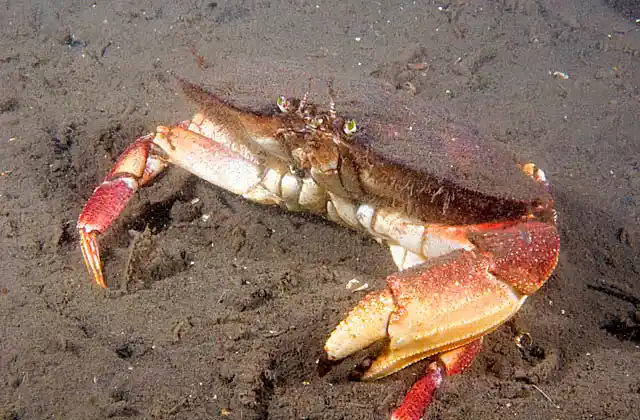 New Zealand Flatback Crab (Metacarcinus novaezelandiae) Nocturnal feeder.