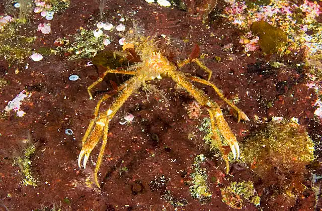 Slender Decorator Crab (Chorilia longipes)