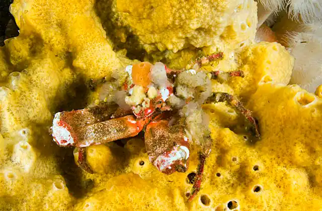 Sharp-nosed Crab (Scyra acutafrons)