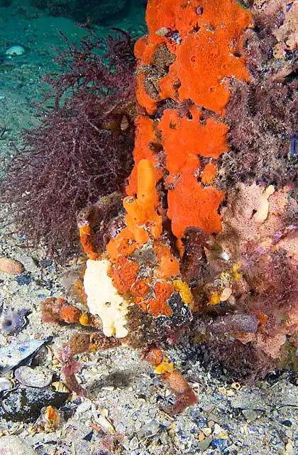 Decorator Crab (Hyastenus elatus) covered in sponge growth sheltering at base of pier pylon.