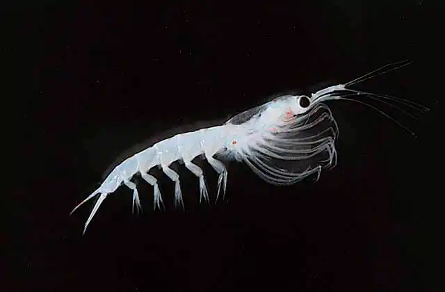 Southern Krill (Nyctiphanes australis) Important food source for fish, birds and mammals.