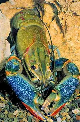 Redclaw Yabby or Crayfish (Cherax quadricarinatus) Freshwater species. Commercially farmed aquaculture species.