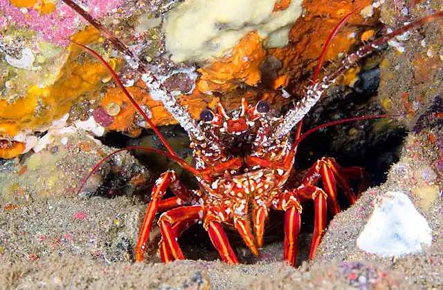 Japanese Spiny Lobster (Panulirus japonicus) at entrance to crevice in reef.
