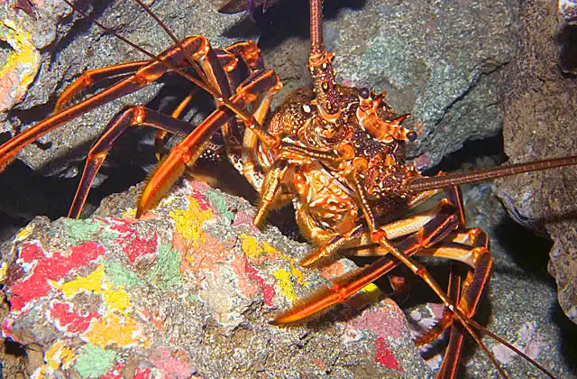 Japanese Ogasawara Spiny Lobster (Panulirus brunneiflagellum)