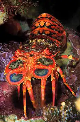 Regal Slipper Lobster (Arctides regalis)