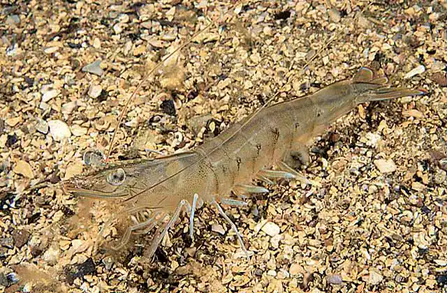 Eastern King Prawn (Penaeus plebejus) Commercial species.