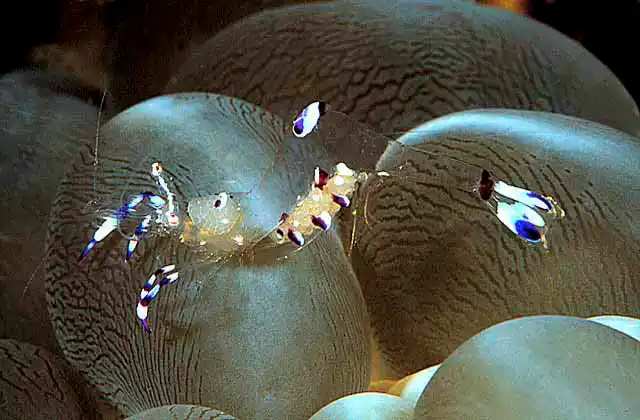 Pontonine Shrimp (Pontonine holthuisi) with eggs on bubble coral.