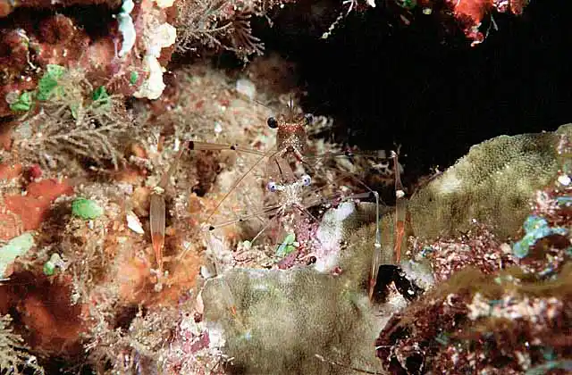 Ghost Shrimp (Periclimenes tenuipes) mating.