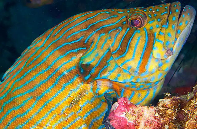 Bruun's Cleaner Shrimp (Urocaridella antonbruunii) cleaning a Blue-lined Rockcod (Cephalopholis formosa)