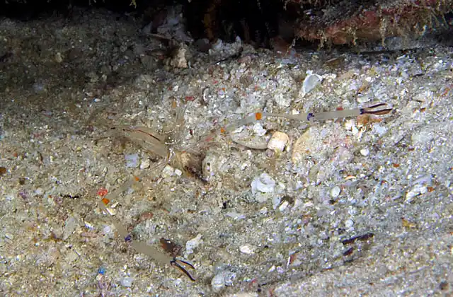 Anemone Shrimp (Periclimenes longicarpus)