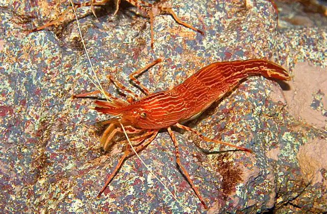 Morotoge Shrimp (Pandalopsis japonica) Deepwater shrimp species.