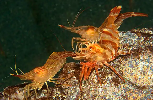 Greenland Shrimp (Lebbeus groenlandicus), a deep water species, with pair of Morotoge Shrimp (Pandalopsis japonica)