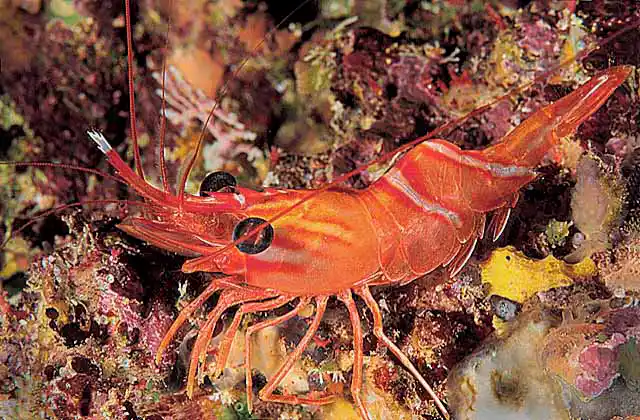 Hingebeak Shrimp (Rhynchocinetes hiatti)