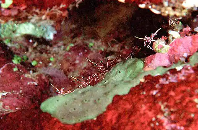 Durban Hinge-beak Shrimp (Rhynchocinetes durbanensis)