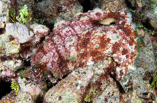 Sea Hare (Dolabella auricularia) foraging over coral rubble at night.