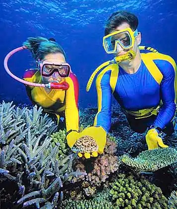 Tiger Cowry (Cypraea tigris)