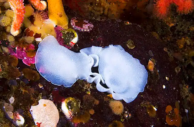 Yellow Margin Dorid Nudibranchs (Cadlina luteomarginata) laying egg ribbon.