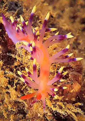 Flabellina Nudibranch (Flabellina exoptata))