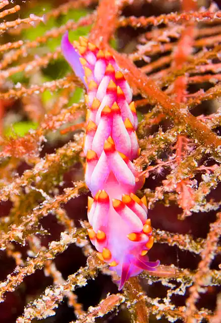 Fire Nudibranch (Cuthona sibogae) feeding on Hydroid (Sertularella sp.).