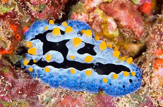 Celestial Nudibranch (phyllidia coelestis)