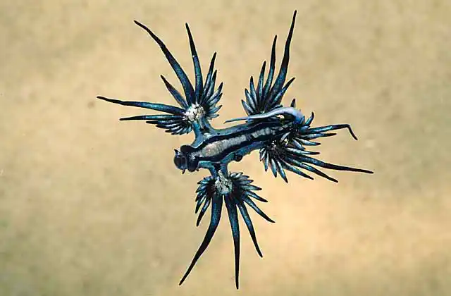 Margined Glaucilla (Glaucilla marginata) Open ocean or pelagic nudibranch. Feeds on sea jellies, such as Portuguese Man-Of-War sea jelly, and hydroids.