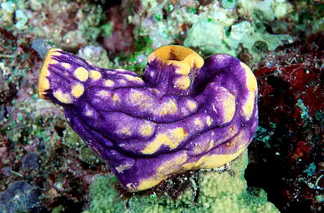 Solitary Ascidian (Polycarpa aurata)
