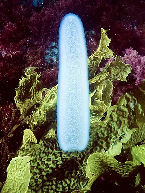 Tube Salp (Pyrosoma atlanticum)