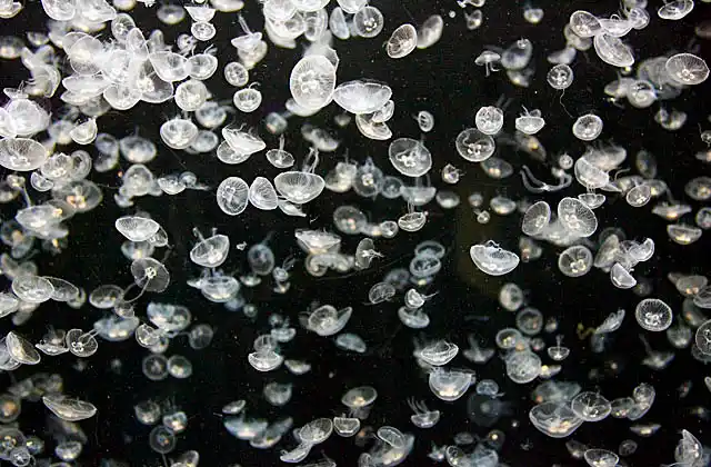 Moon Jellyfish (Aurelia aurita) Juveniles.