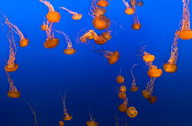 Black Sea Nettles (Chrysaora achlyos) Large open water Sea Jelly or Jellyfish with arms reaching up to 7.6 m (25 feet)
