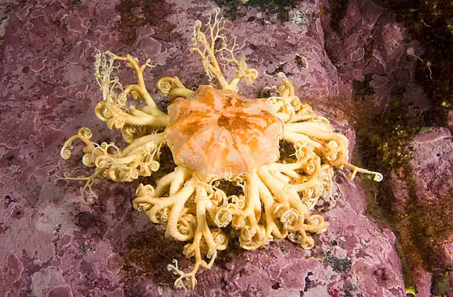 Gorgon's Head Basket Star (Gorgonocephalus eucnemis)