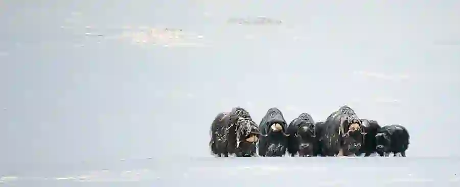 Musk Ox (Ovibos moschatus) in defensive circle with younger members of the herd sheltered in the center.
