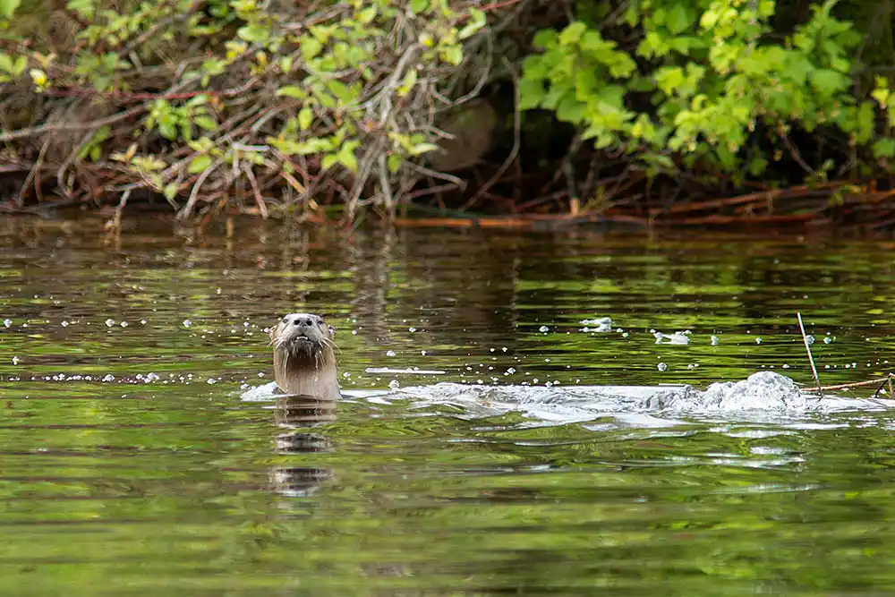 Northern River Otter (Lontra canadensis)