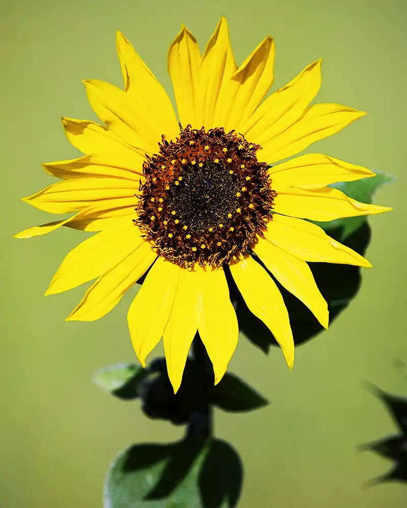 Prairie Sunflower (Helianthus petiolaris)