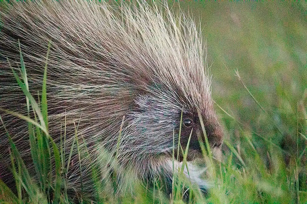 Canadian Porcupine (Erethizon dorsatum) Portrait of adult at dusk.