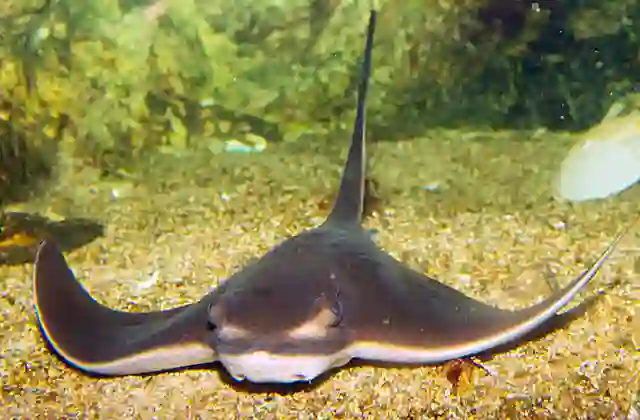 Japanese Eagle Ray (Myliobatis tobijei)