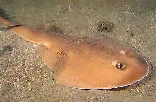 Tasmanian Numbfish (Narcine tasmaniensis) Capable of inflicting electric shock as protection and to stun prey.