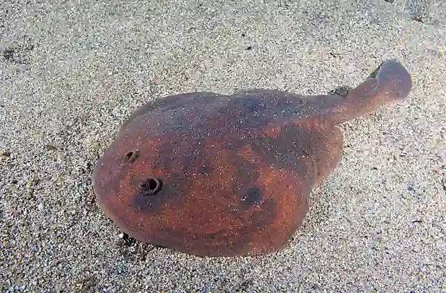 Japanese Numbray (Narke japonica) Electric ray with organs which generate a high voltage shock, used to stun prey or as a protection against predators.