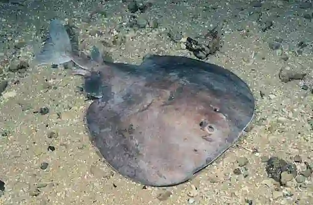 Short-tail Torpedo Ray (Tetronarce macneilli) Deep water species. Produces powerful electric shock.