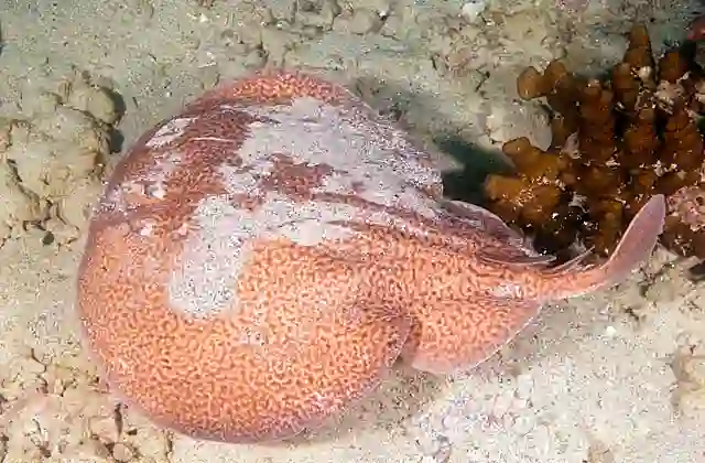 Marbled Torpedo Ray (Torpedo sinuspersici)
