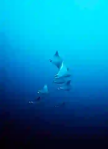 Pygmy Devilrays (Mobula eregoodootenkee) or Mobula Rays schooling over reef edge.