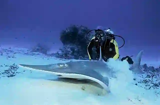 White-spotted Guitarfish (Rhynchobatus australiae)